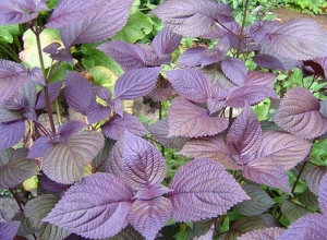 Tuyệt chiêu chữa dạ dày bằng lá tía tô hiệu quả cao ngay tại nhà